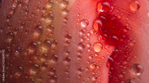 Water drops on a red tulip flower petal macro still on a black background