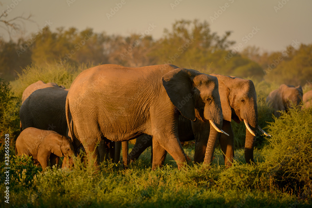 Fototapeta premium African bush elephant (Loxodonta africana), also known as the African savanna elephant or African elephant cow and calf in a herd. Botswana