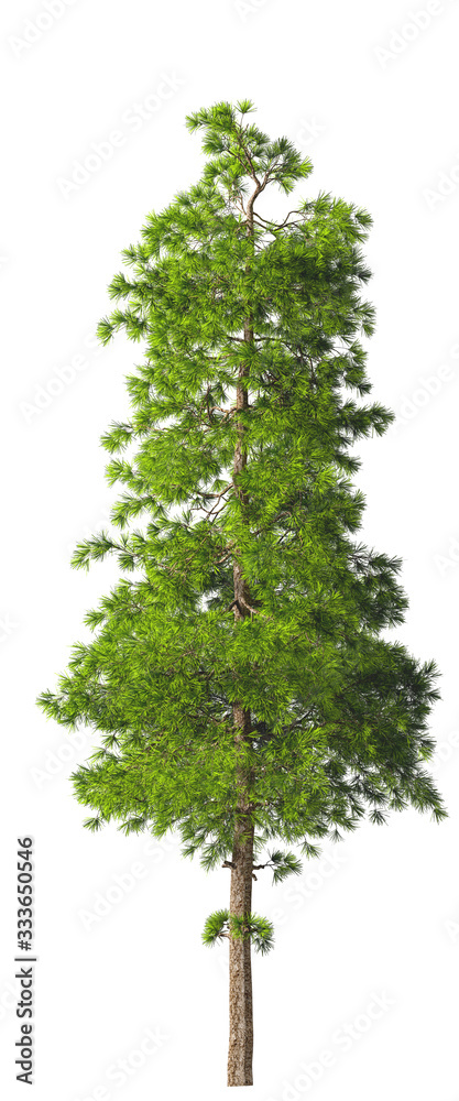 Evergreen tall coniferous pine tree on a white insulating background on high resolution. 3D stock illustration. Evergreen tall coniferous pine tree on a white insulating background on high resolution. 3D stock illustration.