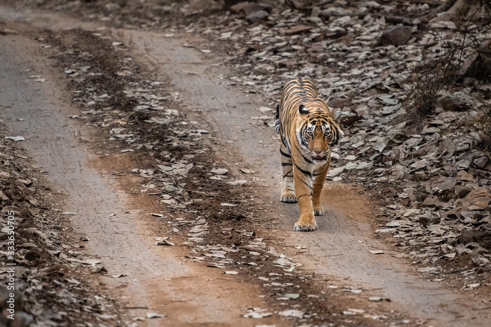 Fototapeta premium Tiger Hunting