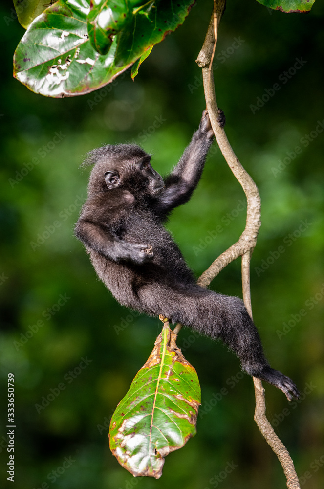 The Cub of Celebes crested macaque on the tree.  Crested black macaque, Sulawesi crested macaque, or the black ape. Natural habitat. Sulawesi Island. Indonesia.