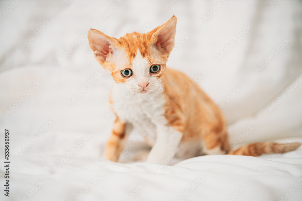 Funny Curious Young Red Ginger Devon Rex Kitten Sitting At Home Sofa. Short-haired Cat Of English Breed Funny Curious Young Red Ginger Devon Rex Kitten Sitting At Home Sofa. Short-haired Cat Of English Breed