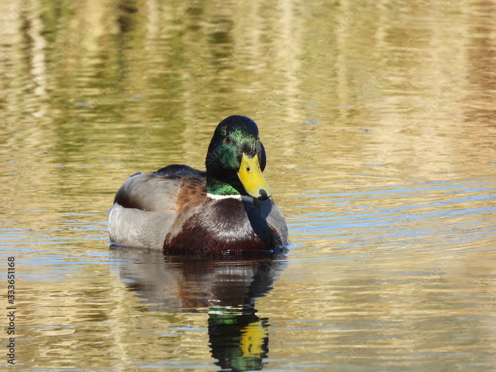 male mallard swims on the water of a small lake male mallard swims on the water of a small lake