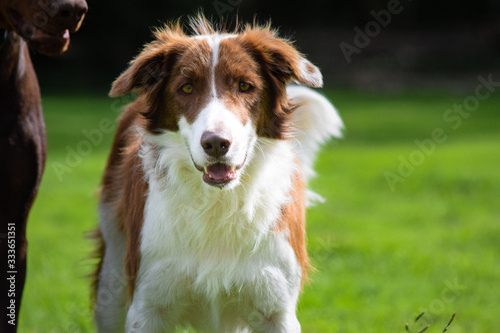Closeup of a border collie with a curious expression