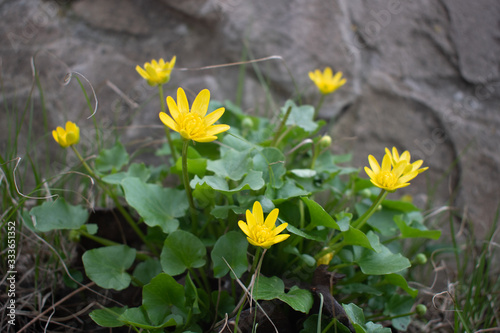 Yellow flowers on a stone background in a spring park