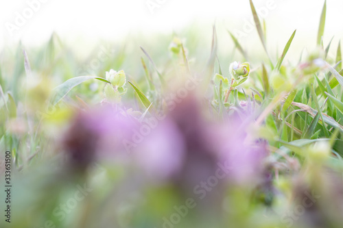 Background green grass in spring park