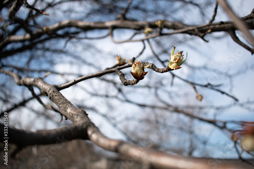 Buds on a tree in spring park