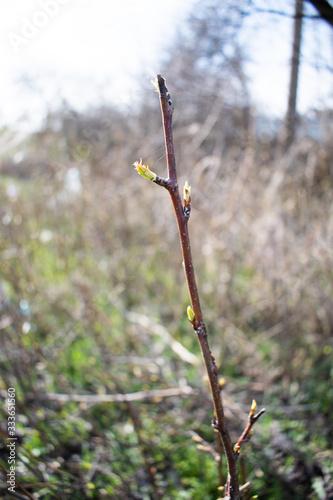 The first buds on a branch in a spring park