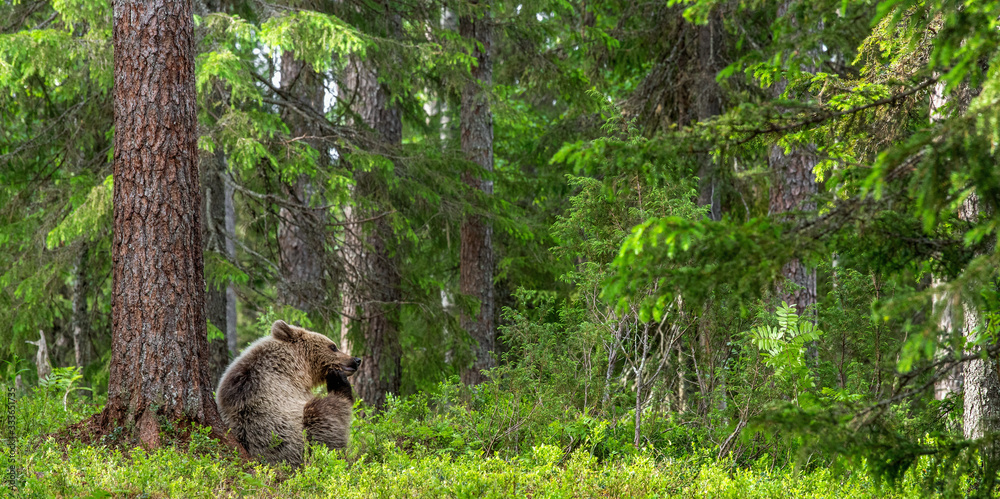 Cub of Brown Bear in the summer forest sits under pine tree. Natural habitat. Scientific name: Ursus arctos..