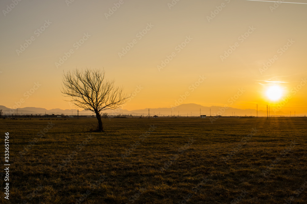 Fototapeta premium golden hour sunset with tree in foreground