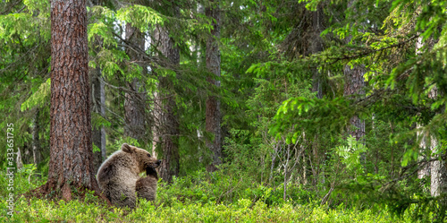 Cub of Brown Bear in the summer forest sits under pine tree.  Natural habitat. Scientific name  Ursus arctos..
