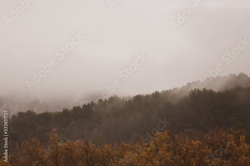 foggy morning autumn forest