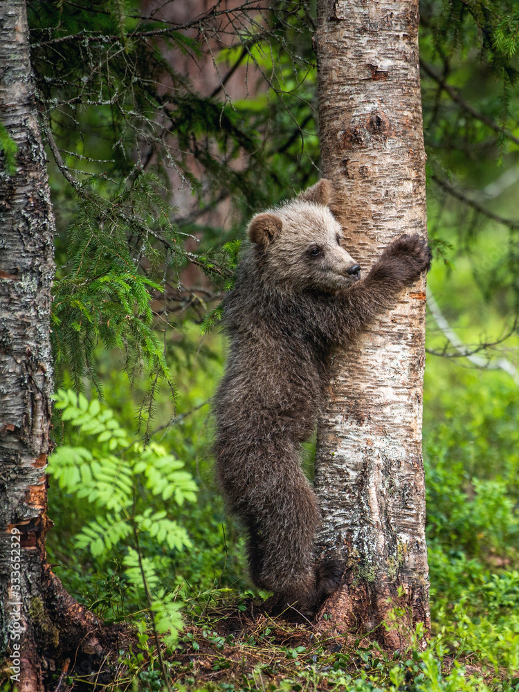 Brown bear cub climbing on tree in summer forest. Scientific name: Ursus arctos. Natural habitat.