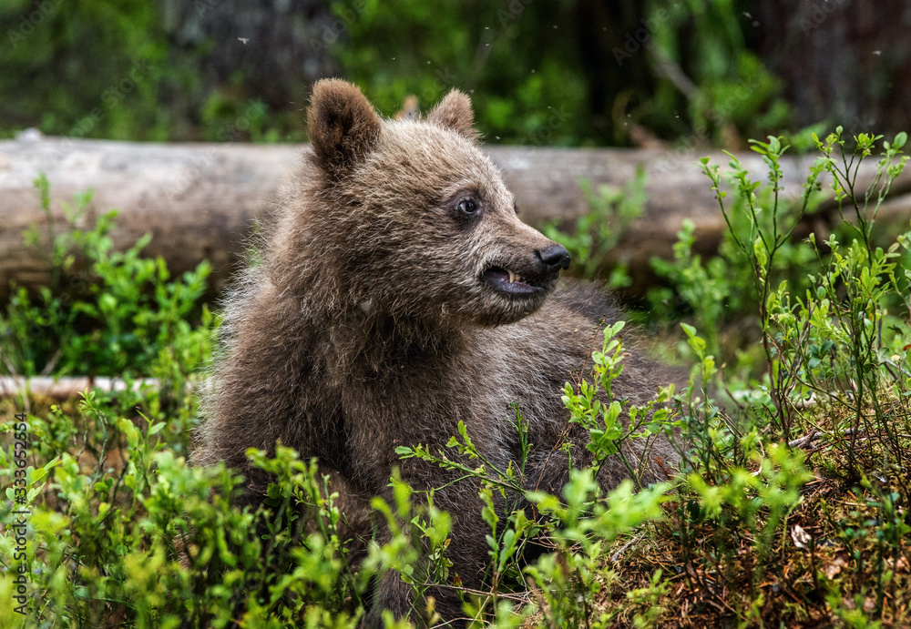 Fototapeta premium Brown bear cub in the summer forest. Front view. Scientific name: Ursus arctos. Natural habitat.