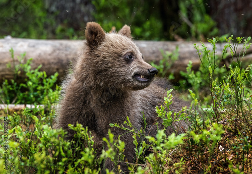 Brown bear cub in the summer forest. Front view. Scientific name: Ursus arctos. Natural habitat.