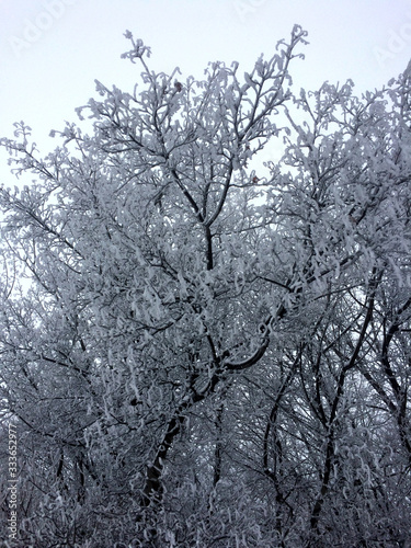 tree in frosty weather covered with snow