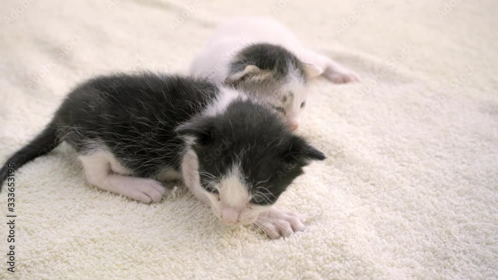 Little newborn kittens are sitting on a light bedding. They crawl and meow. Little newborn kittens are sitting on a light bedding. They crawl and meow.