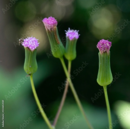 Beautiful pink flower Ragleaf (Crassocephalum) blooming on blur background, macro shot photo