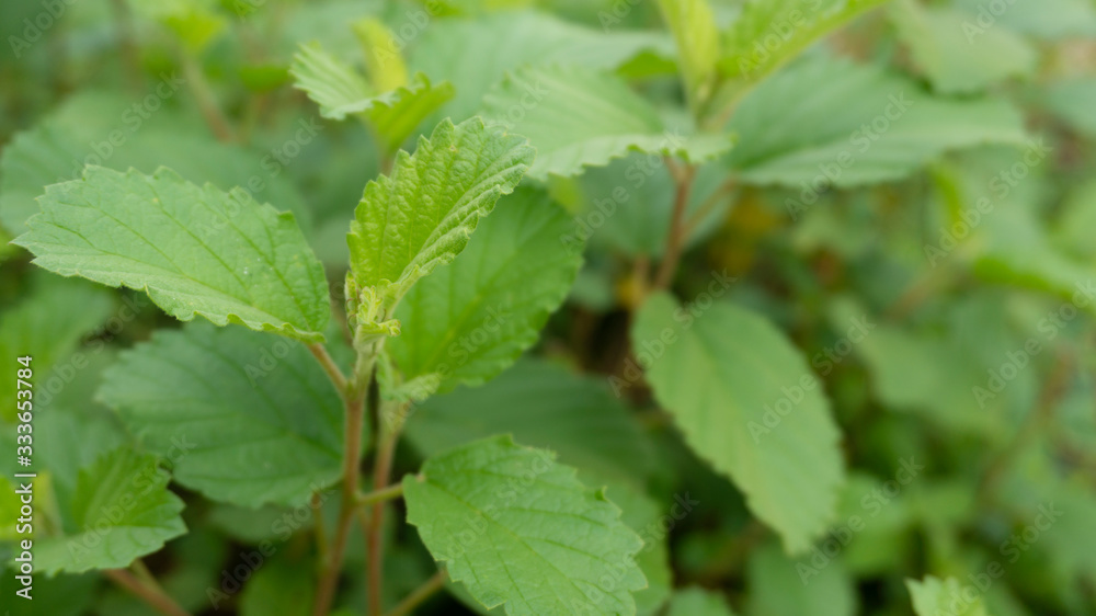 Beautiful spring green leaf on nature background Beautiful spring green leaf on nature background