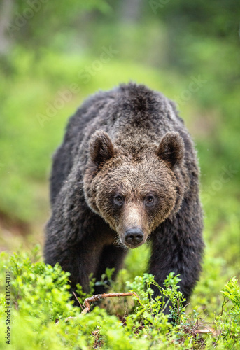 Brown bear walking in the summer forest. Front view. Scientific name: Ursus arctos. Natural habitat.