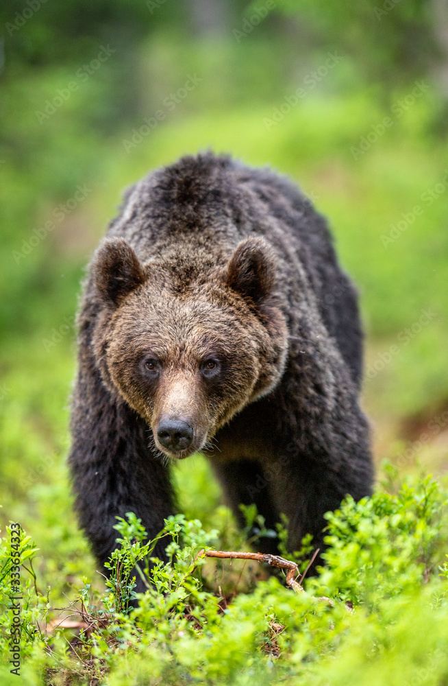 Brown bear walking in the summer forest. Front view. Scientific name: Ursus arctos. Natural habitat.