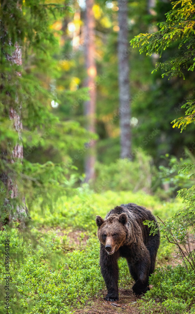 Obraz premium Brown bear walking in the summer forest. Front view. Scientific name: Ursus arctos. Natural habitat.