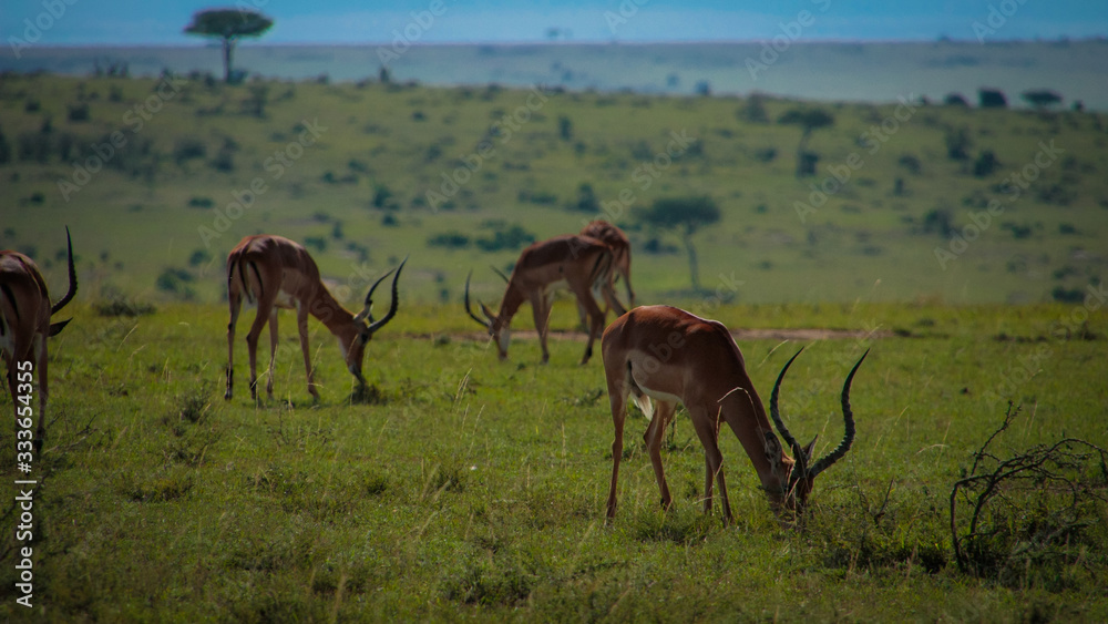 Naklejka premium Impalas on pasture