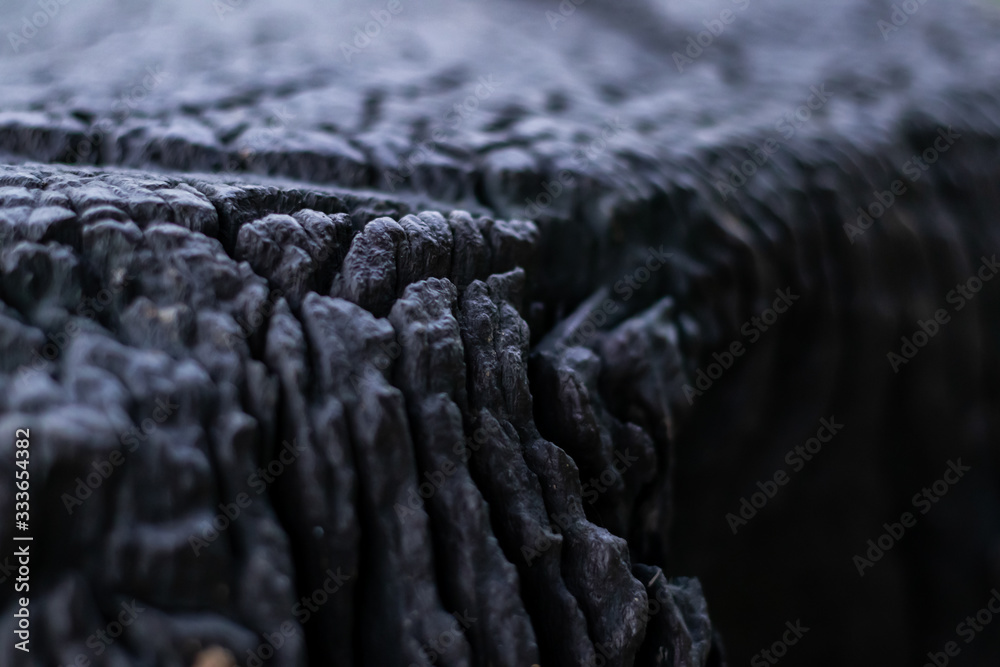 low angle macro shot of textured tree bark with light reflecting against dark background. wild and discarded concept low angle macro shot of textured tree bark with light reflecting against dark background. wild and discarded concept