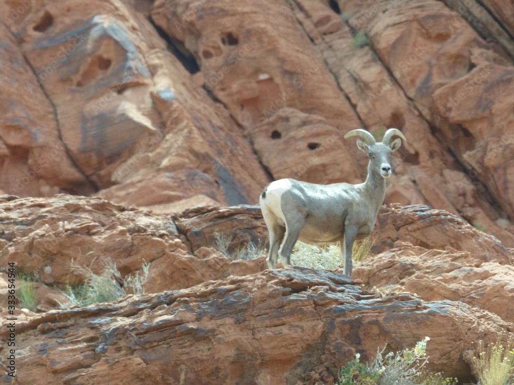 DESERT MOUTAIN GOAT DESERT MOUTAIN GOAT
