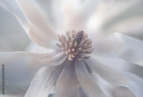 Foto fotografia del fiore sbocciato in primavera