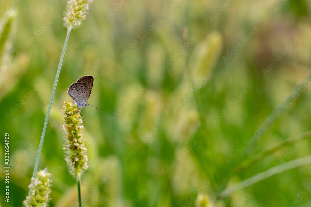 macro close up common blue butterfly sitting on phalaris minor plant against the green background with copy space. wild concept macro close up common blue butterfly sitting on phalaris minor plant against the green background with copy space. wild concept