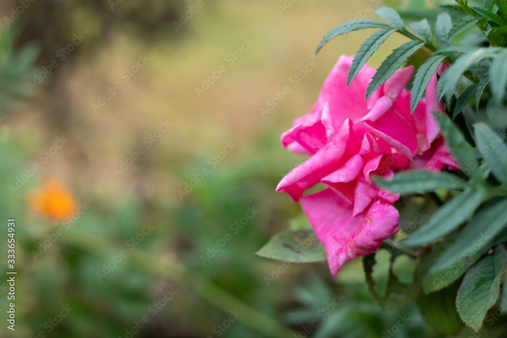 Macro close up of pink rose flower hidden in marigold leaves with beautiful green background blurred. Floriculture concept Macro close up of pink rose flower hidden in marigold leaves with beautiful green background blurred. Floriculture concept