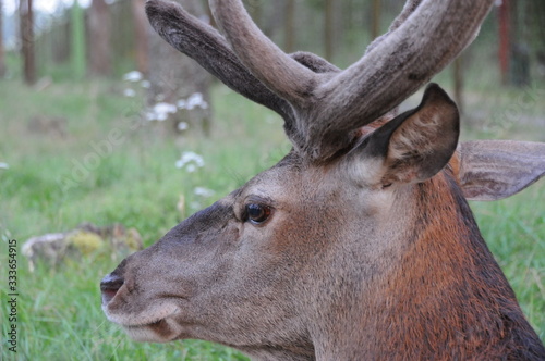 Red deer (Cervus elaphus) in autumn © adventure