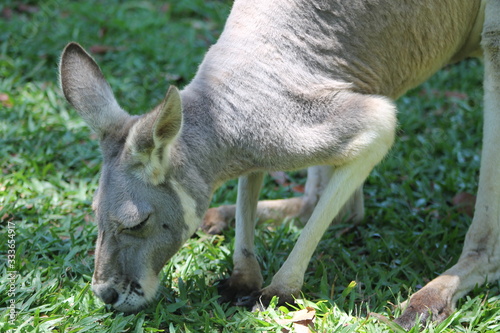 A wild kangaroo eating fresh grass