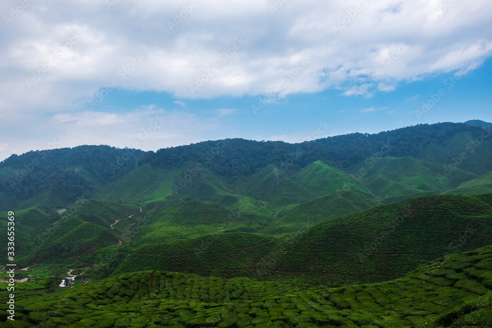 beautiful tea farm scenery under cloudy sky at Cameron Highland, Malaysia beautiful tea farm scenery under cloudy sky at Cameron Highland, Malaysia