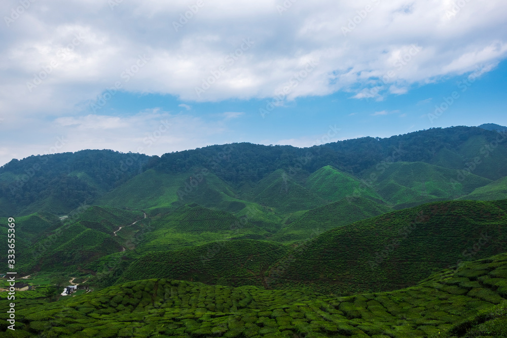 beautiful tea farm scenery under cloudy sky at Cameron Highland, Malaysia