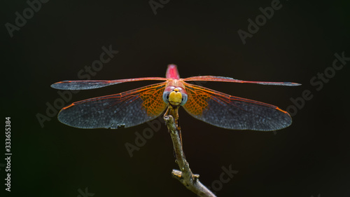 dragonfly on a green leaf