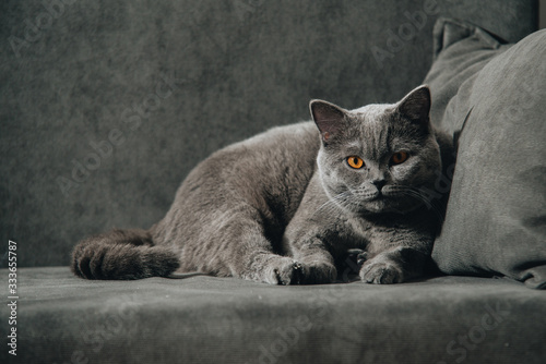.British shorthair cat, blue-gray color with orange eyes. lying on the dark sofa and looking back.