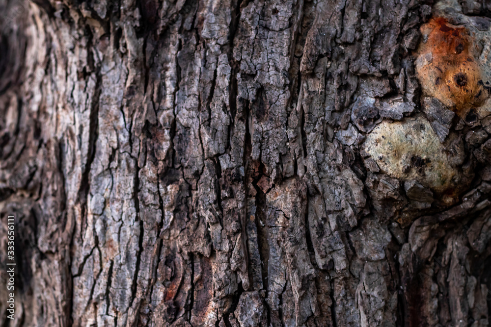 macro photography of tree bark texture with contrested light. wooden and texture concept macro photography of tree bark texture with contrested light. wooden and texture concept