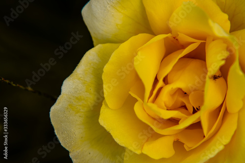 macro photography of yellow rose flower in front of dark background. nature and spring concept