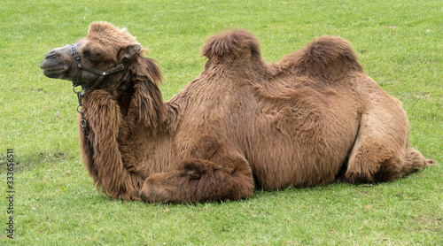 Bactrian Camel (Camelus bactrianus)