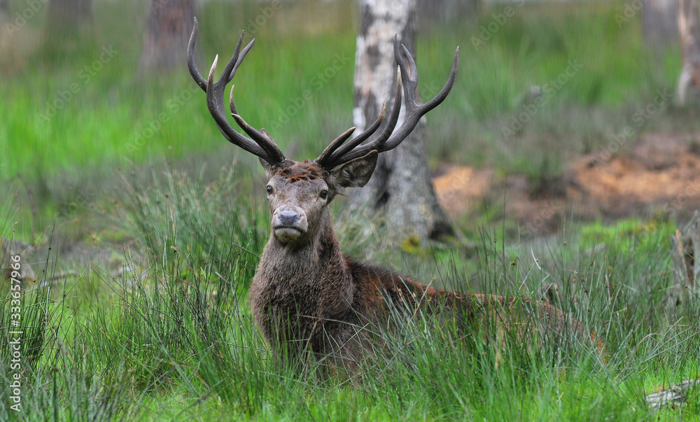 Red deer (Cervus elaphus) in autumn