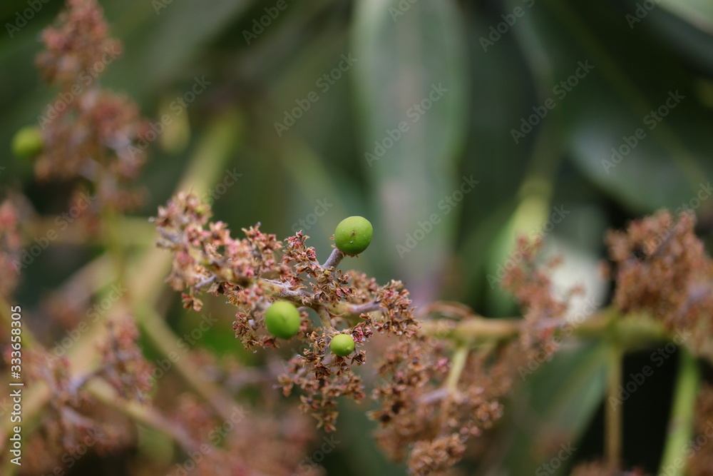 micro shot of young mango grow on flower and blue background with copy space micro shot of young mango grow on flower and blue background with copy space