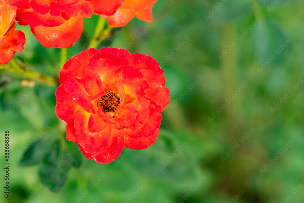 top view close up of beautiful orange roses against bush in the background. beauty concept top view close up of beautiful orange roses against bush in the background. beauty concept
