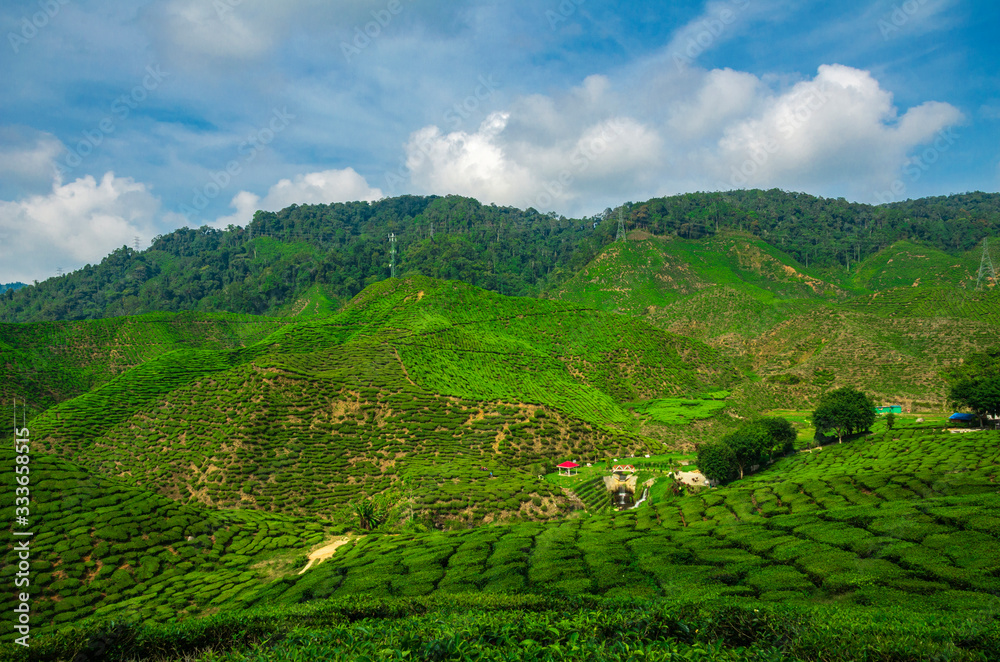beautiful tea farm scenery under cloudy sky at Cameron Highland, Malaysia beautiful tea farm scenery under cloudy sky at Cameron Highland, Malaysia