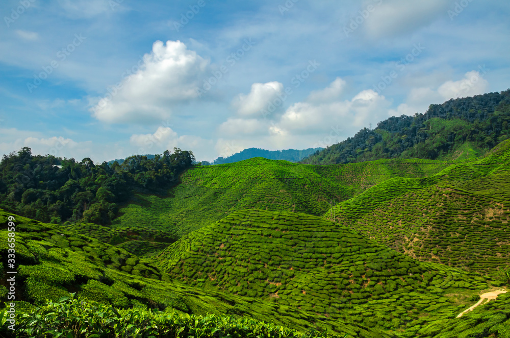 beautiful tea farm scenery under cloudy sky at Cameron Highland, Malaysia