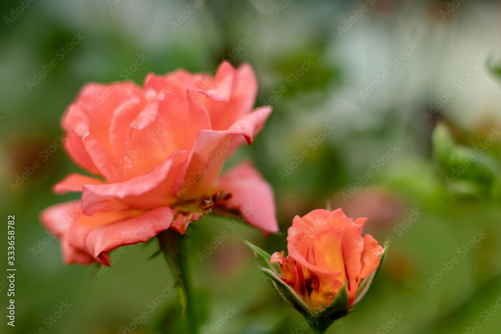 two peach roses in front of leaves in the background. nature concept