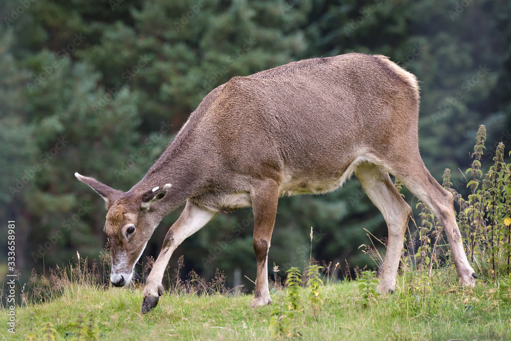 Thorold's Deer (Cervus albirostris) or White-Lipped Deer Thorold's Deer (Cervus albirostris) or White-Lipped Deer