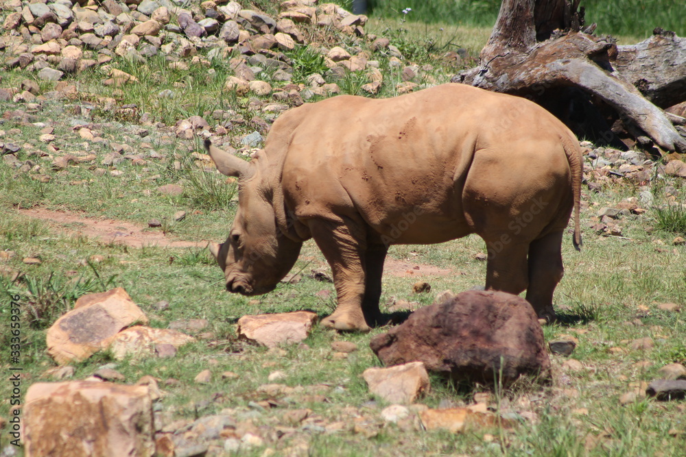 Baby rinoceros in the wild desert Baby rinoceros in the wild desert