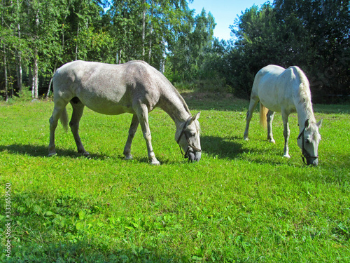 Horses eating grass in a green meadow. Cute domestic animals grazing on a green field on a sunny summer day.